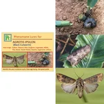 Insect Lures For Black Cut Worm (Agrotis Ipsilon)